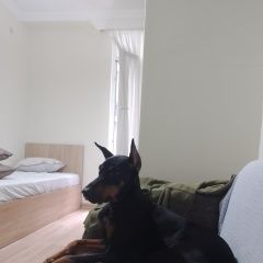 Подробнее об объявлении «Пропала собака доберман девочка Батуми» Фото: пропала собака Доберман «Пропала собака доберман девочка Батуми» в г. Батуми