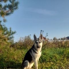 Фото: пропала собака Восточно-европейская овчарка «Пропала собака востосноевропейская овчарка....» в г. Гаврилов Ям