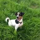 Подробнее об объявлении «Бирск Пропала собака кобель» Фото: пропала собака Джек рассел терьер «Бирск Пропала собака кобель» в г. Бирск