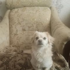 ����: ������� ������  ���������� ������� ������ ������ ���� � �. ���������