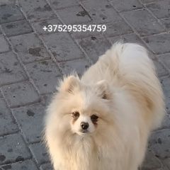 :          ...  .   .