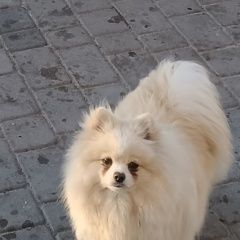 :       .  ...  .   .