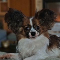 :    ( )      ...  . 