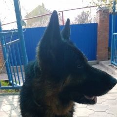 ����: ������� ������  �������-��-���� ������� ������ ������ ���,...� � �. ������-��-����