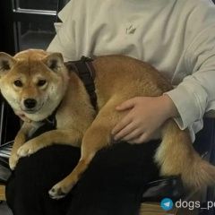 ����: ������� ������  ������� ������� ������ ���� ��� � �. ������