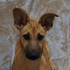 ����: ������� ������  �������� ������ ������� ������� 7-�������. ������ � �. ������