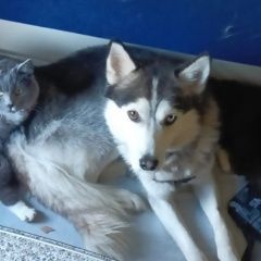 ����: ������� ������ ��������� ����� ������-��������� ������� ������ ������� � �. �����-���������