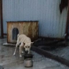 ����: ������� ������  �������� ������ ������, ������ ������ ����� ����...� � �. ��������