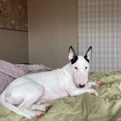 ����: ������� ������ ���������� �������� ������ ����������, �����������...� � �. ����������� (����������)