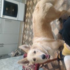 ����: ������� ������  �������� ������ �������� � �. ��������