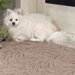 ����: ������� ������ �������� ���� �������� ������ ������ ������������ � �. ������������