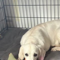 ����: ������� ������ �������� �������� ������������ ������� ������ � �. �����������