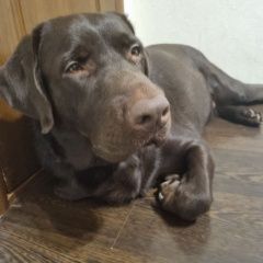 ����: ������� ������  �������� ������ ������ ������� � �. �������