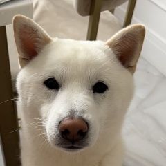 ����: ������� ������  �������� ������ ������ ���������� � �. ����������