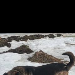 ����: ������� ������  �������� ������ ������ ������������ � �. ������������