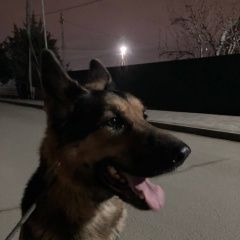 ����: ������� ������ �������� ������� �������� ������ ������ �������� � �. �������