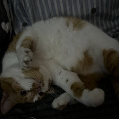 ����: ������� �����  �������� ������ ��� � �. �������