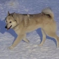 ����: ������� ������  �������� ������ ������ ����� ������ � �. ������