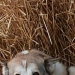 ����: ������� ������ �������-��������� ����� �������� ������� ������ � �. �������