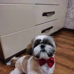 ����: ������� ������ ��-��� ������� ������� ������ ������� � �. ������