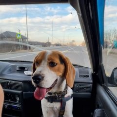 ����: ������� ������ ����� ������������ ������� ������ ������� � �. �����������