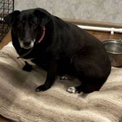 ����: ������� ������  �������� ������� ������ �� ������ ������ ����� � �. �������