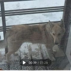 ����: ������� ������  �������� ������ ������ ����-��������� � �. ����-���������