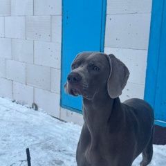 ����: ������� ������ ���������� �������� ������ �������� � �. ��������