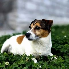 ����: ������� ������ ���� ������ ������ �������� ������ ������ ���� ������ �������� � �. ��������