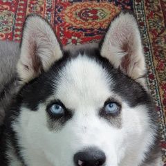 ����: ������� ������ ��������� ����� �������� ������ ������ �����. ������� � �. �������