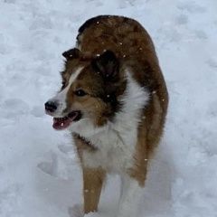 ����: ������� ������ ������-����� �������� ������ ������-����� ������ � �. ������