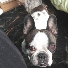 ����: ������� ������ ����������� ������� �������� ������ ���� ������� � �. �������