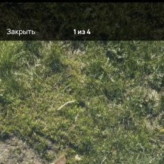 ����: ������� ������  �������� ������ ������ -����� ��� � �. ���