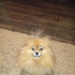 ����: ������� ������  �������� ������ ������-���������� � �. ������-����������