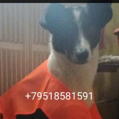 ����: ������� ������  ������������� ������� ������ ������� � �. ������������