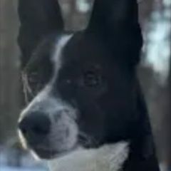 ����: ������� ������  ������������� ������� ������ ������� � �. ������������