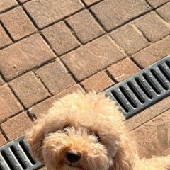 ����: ������� ������  ������� ������� ������ �������� � �. ������