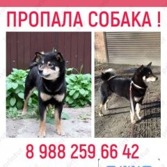 ����: ������� ������ �����-��� �������-��-���� ������� ������ � �. ������-��-����