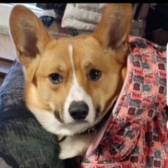 ����: ������� ������  �������� ������� ������ ������ ����� ����� �...� � �. �������