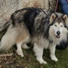 ����: ������� ������  �������� ������ ����� ������������ � �. �����������