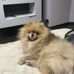 ����: ������� ������ ����������� ���� �������� ������ ������ ����������� ���� ����-���� � �. ����-���