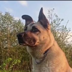 ����: ������� ������  �������� ������ ������ ������� � �. �������