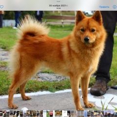 ����: ������� ������  �������� ������ ������...� � �. �����������