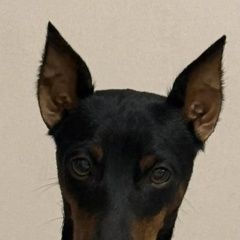 ����: ������� ������ ����������� (���������� ������) �������� ������ ������ ������������ � �. �����������