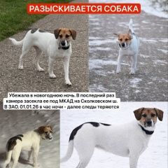 ����: ������� ������  �������� ������ ���� ������ � �. ������