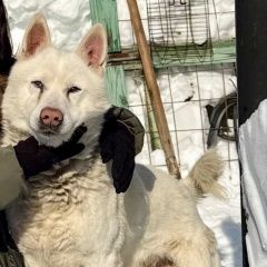 ����: ������� ������  �������� ������ ������ ��������� � �. ���������