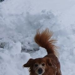 ����: ������� ������  ���������� ������� ������ ������� � �. ���������