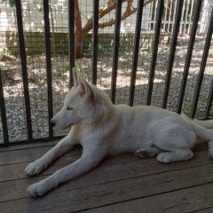 ����: ������� ������ ��������� ����� ������������� ������� ������ ����� �����, ������� � �. ������������