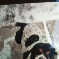 ����: ������� ������ ������������ �����-�������� �������� ������� ������, ������� � �. �������