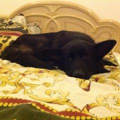 Подробнее об объявлении «Подольск Пропала собака кобель помогите найти любимца» Фото: пропала собака Немецкая овчарка «Подольск Пропала собака кобель помогите найти...» в г. Подольск